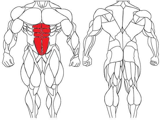 Muscles Used During Abdominal Crunches