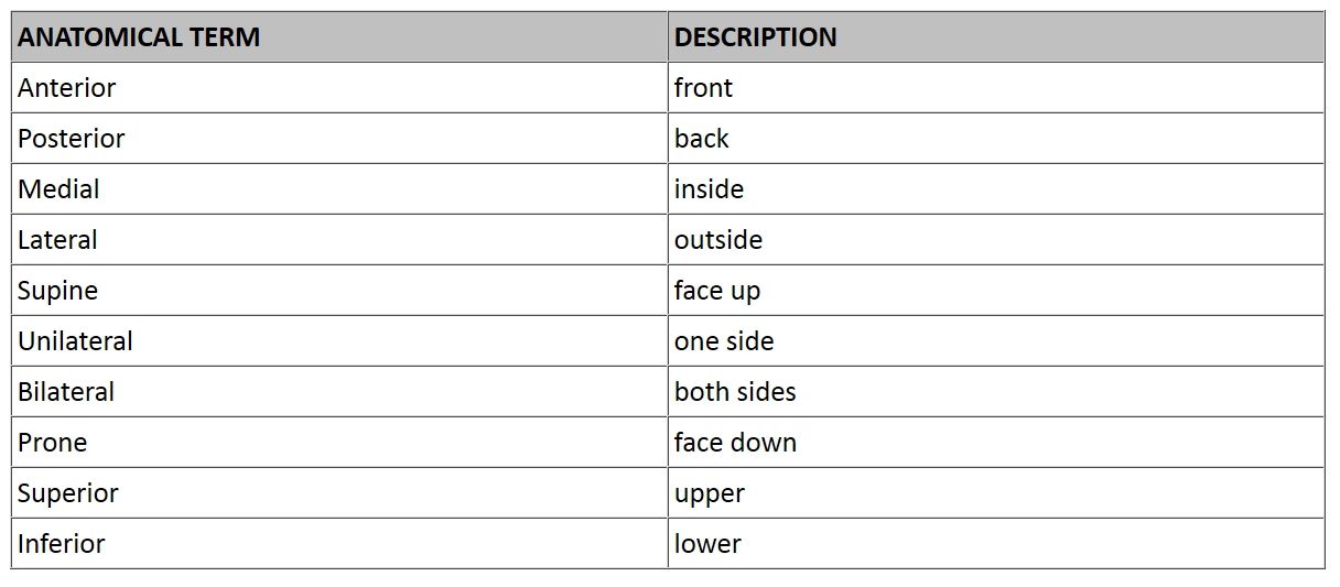 Kinesiology Muscle Chart