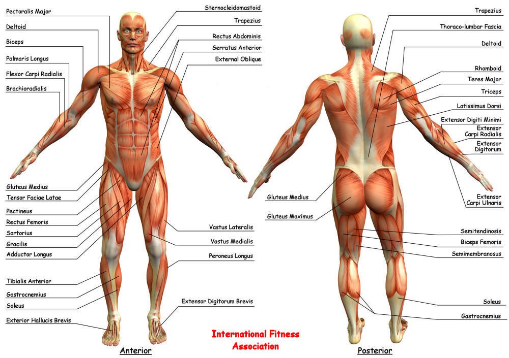 Workout Anatomy Chart