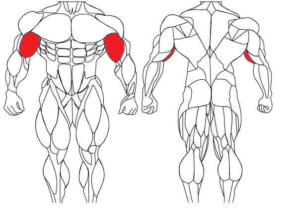 bicep curl drawing