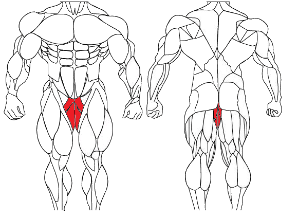 Hip Adductor